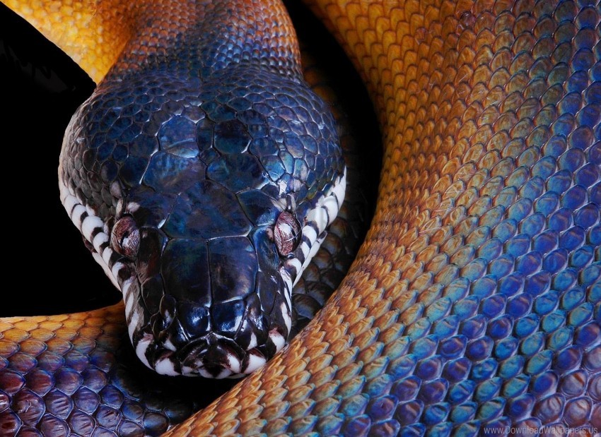 color, head, python, snake wallpaper background best stock photos | TOPpng