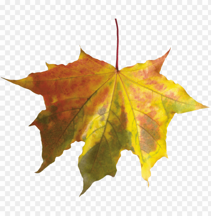 
autumn
, 
leaves
, 
leaf
, 
maple
, 
season
, 
fall
