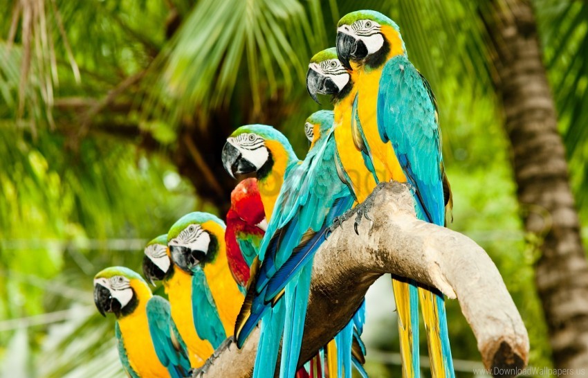 Free download  HD PNG colorful parrots wallpaper background best