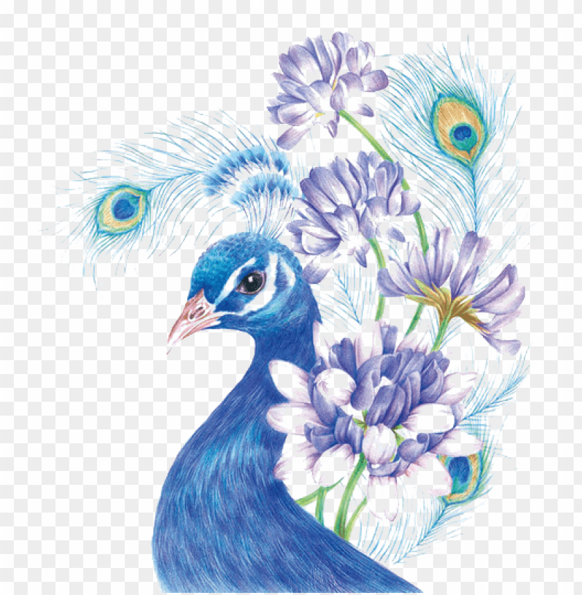 free PNG coloured pencil drawing birds PNG image with transparent background PNG images transparent