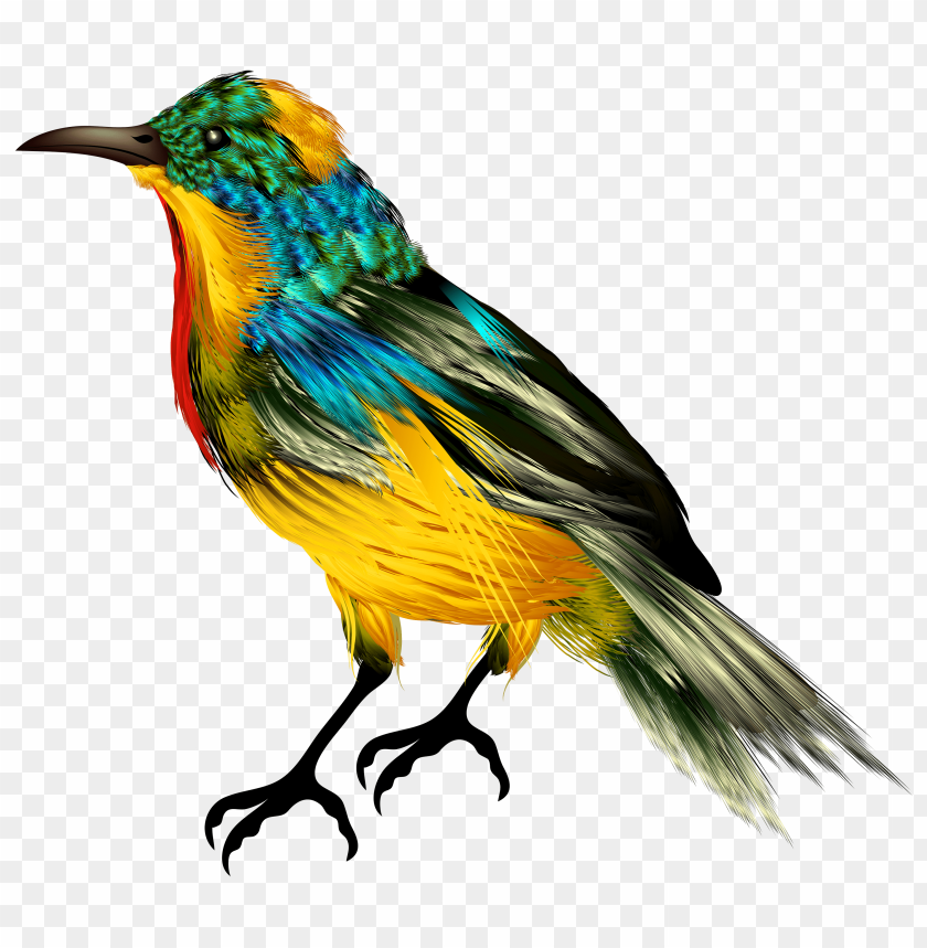 bird, colourful