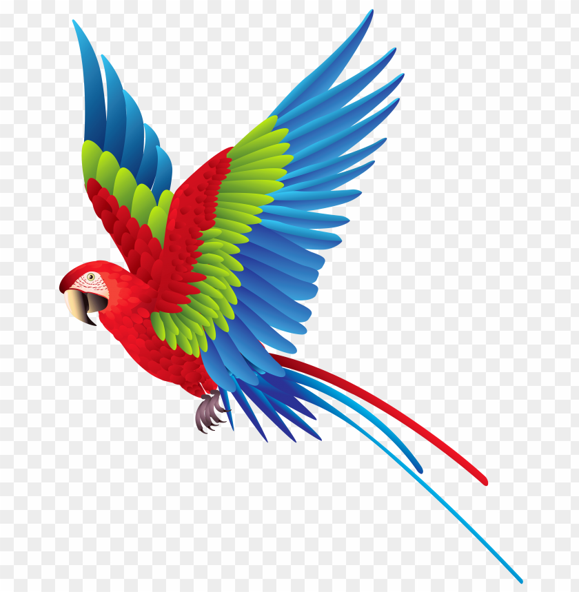 colourful, parrot
