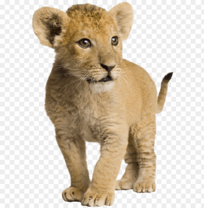 Download Com Lion Cub By Syl Lion Baby Images Hd Png Image With Transparent Background Toppng