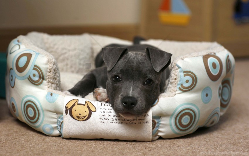 comfort lie puppy wallpaper background best stock photos - Image ID 157315