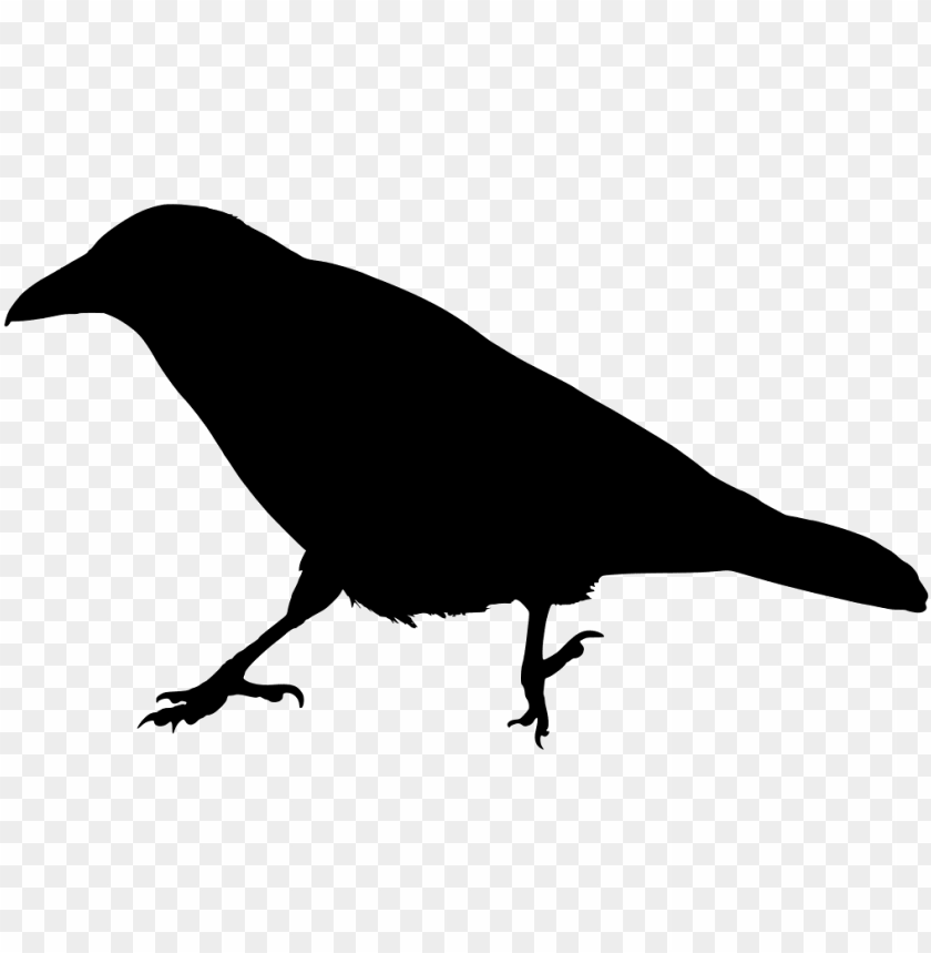 Raven bird Vectors & Illustrations for Free Download | Freepik