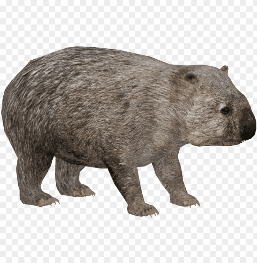 animals, wombats, common wombat, 