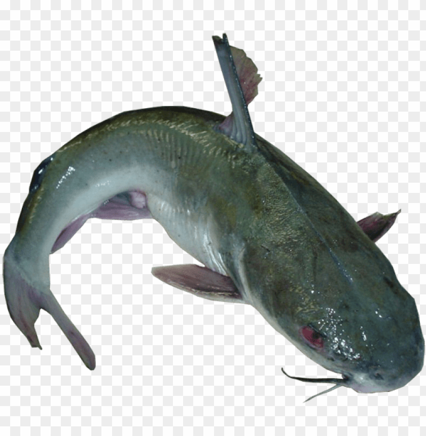 Download Com Product Fresh Catfish Eterobrancus Kamongo Fish Png Image With Transparent Background Toppng