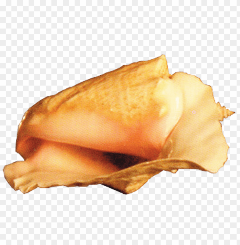 Download conch clipart png photo  @toppng.com