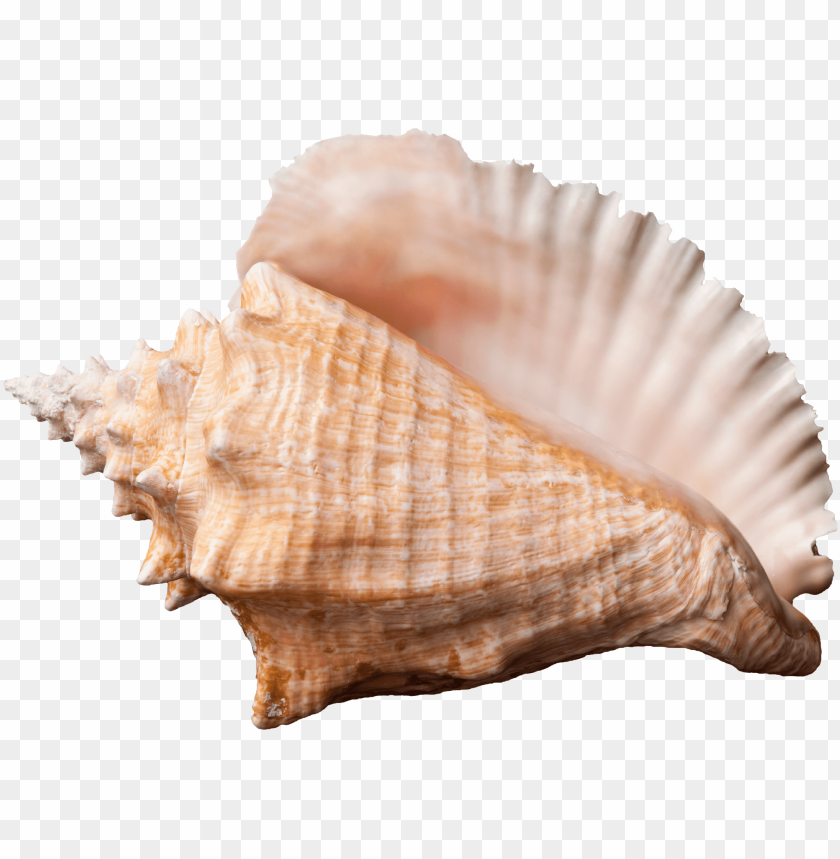 
conch
, 
shell
, 
marine
, 
marine mollusc
