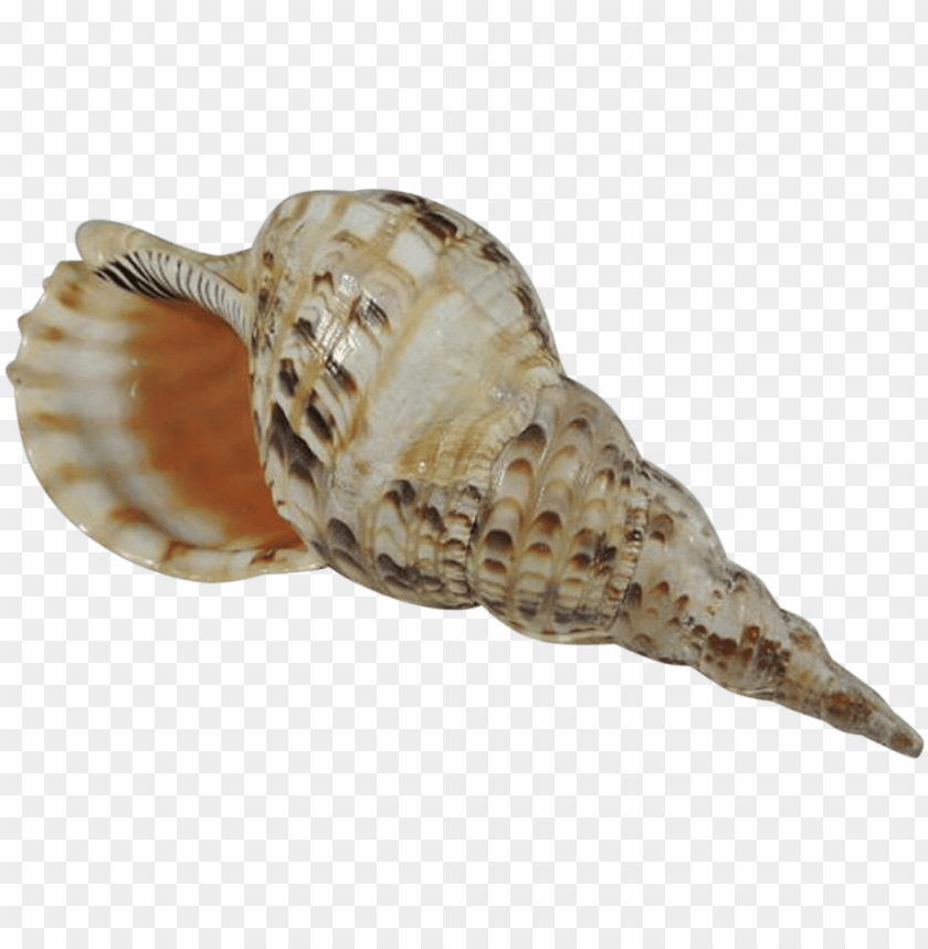 free PNG Download conch clipart png photo   PNG images transparent