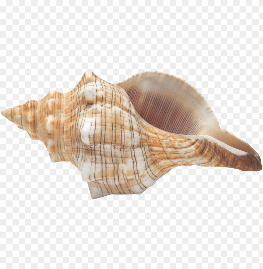 Download conch clipart png photo  @toppng.com
