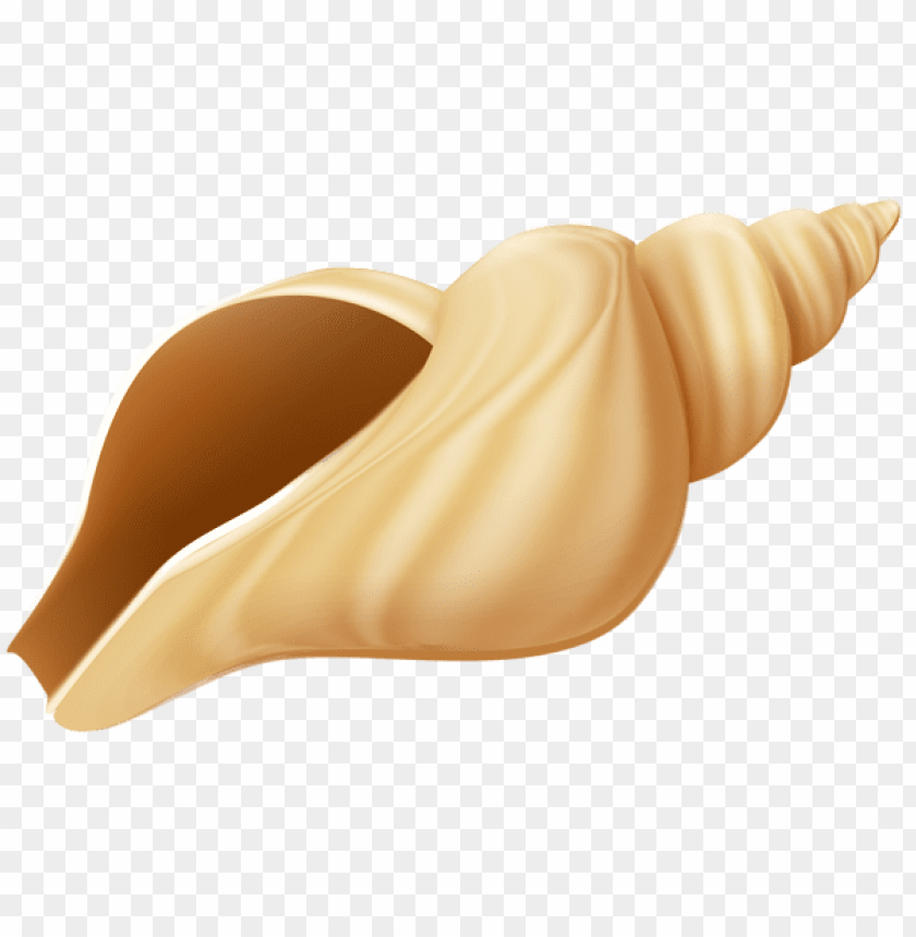 free PNG Download conch clipart png photo   PNG images transparent