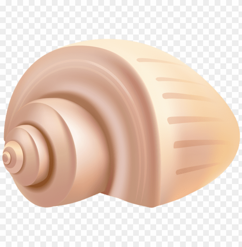 free PNG Download conch shell png clipart png photo   PNG images transparent