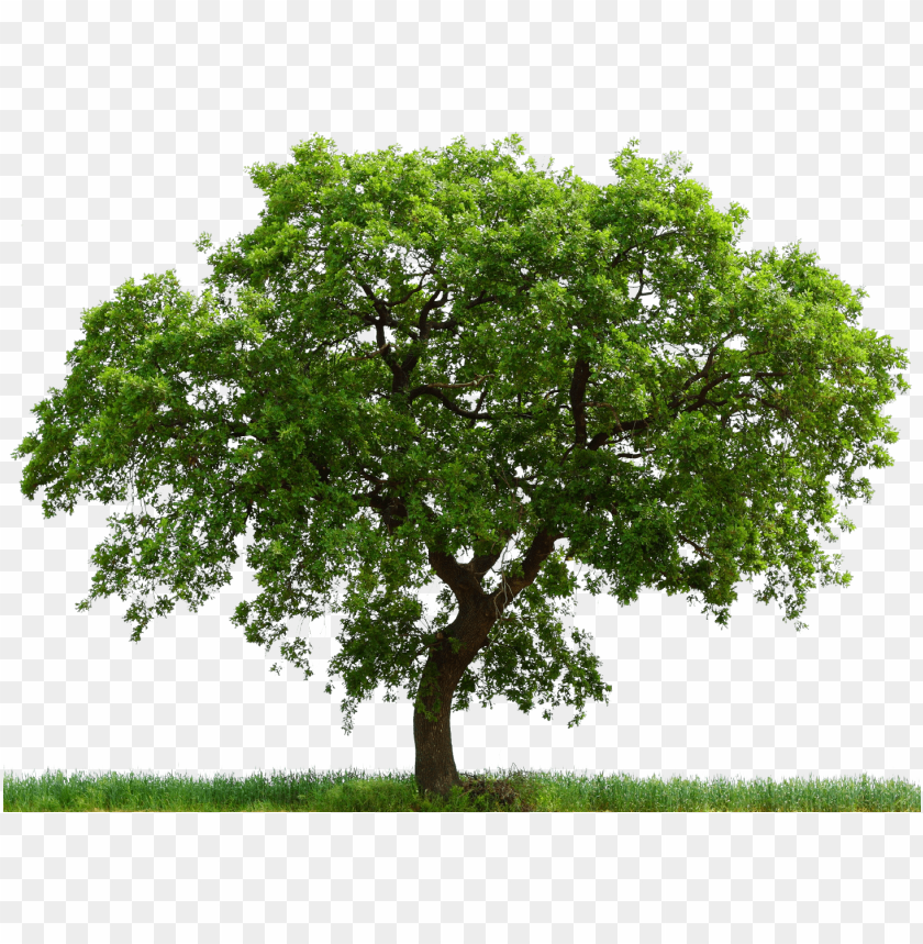 connecticut state tree white oak clipart white oak tree transparent PNG transparent with Clear Background ID 174420