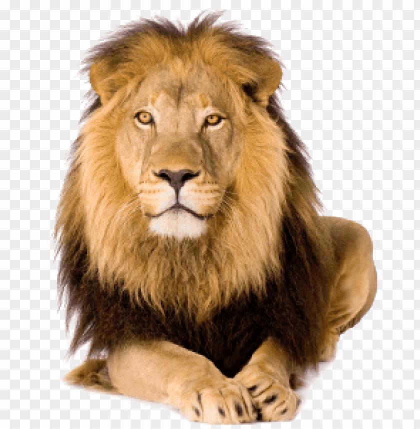 Lion Big beautiful African lion on a white background  Sponsored  beautiful Big Lion African backgroun  African lion  Illustrations kids Stock images