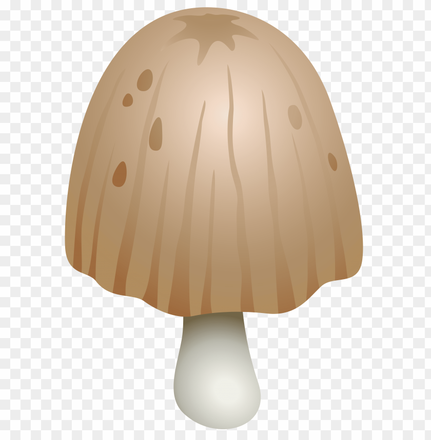 comatus, coprinus, mushroom