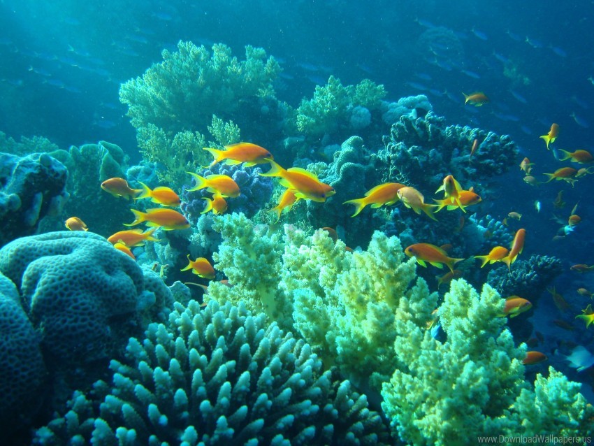 Coral Egypt Fish Underwater Underwater Wallpaper Background Best Stock Photos