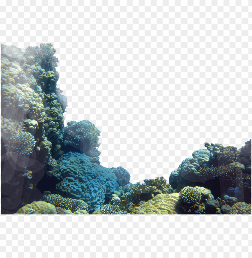 Coral Reefs Png Coral Reef Png Transparent Png Image With Transparent Background Toppng - https imgur com exsklbd b roblox gfx transparent background png image with transparent background toppng