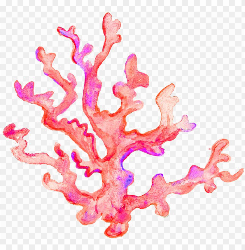 Coral Transparent Image Coral Transparent Png Image With Transparent Background Toppng