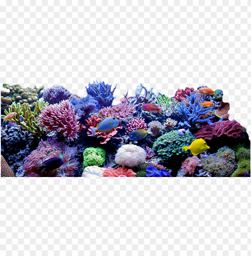 Sea Coral Png