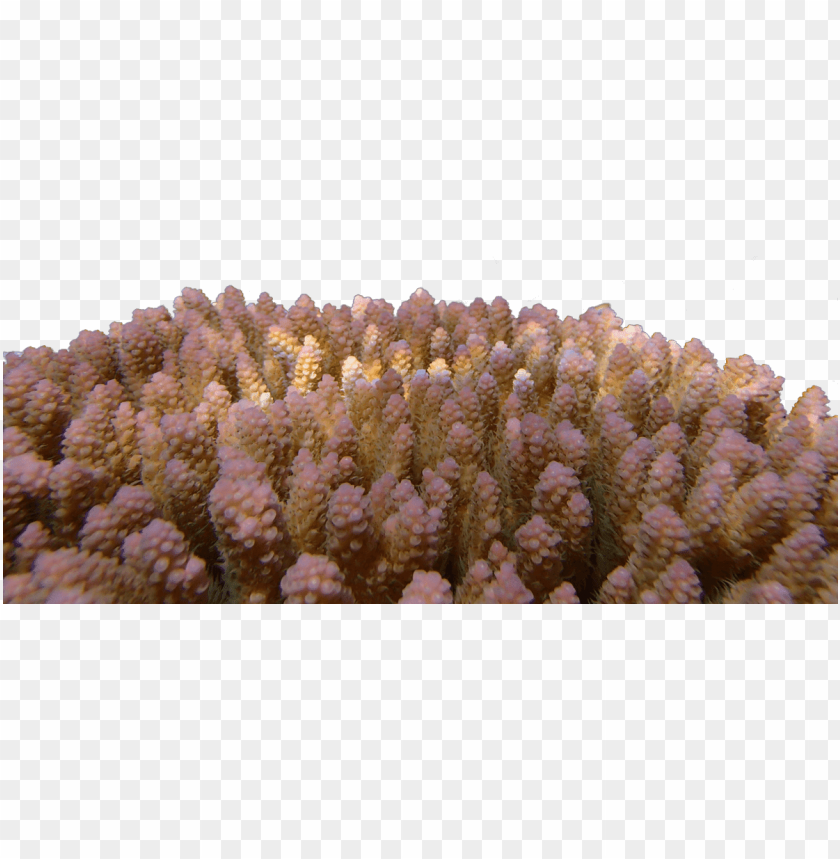 corals png, coral,png