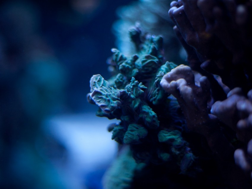 corals, underwater world, algae, macro, ocean