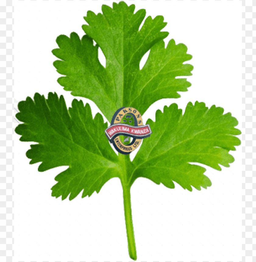 Coriander PNG Image With Transparent Background