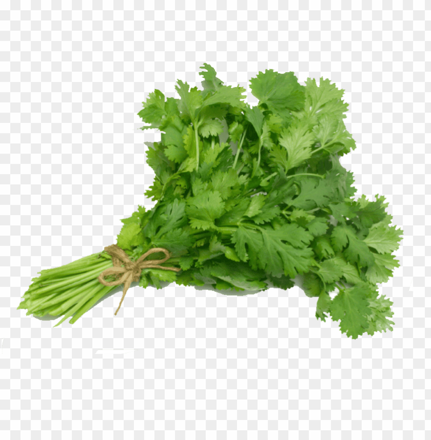 coriander PNG transparent with Clear Background ID 154200