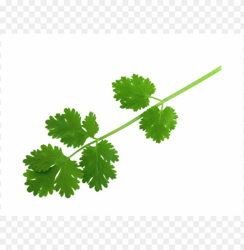 Coriander Leave  PNG Image With Transparent Background