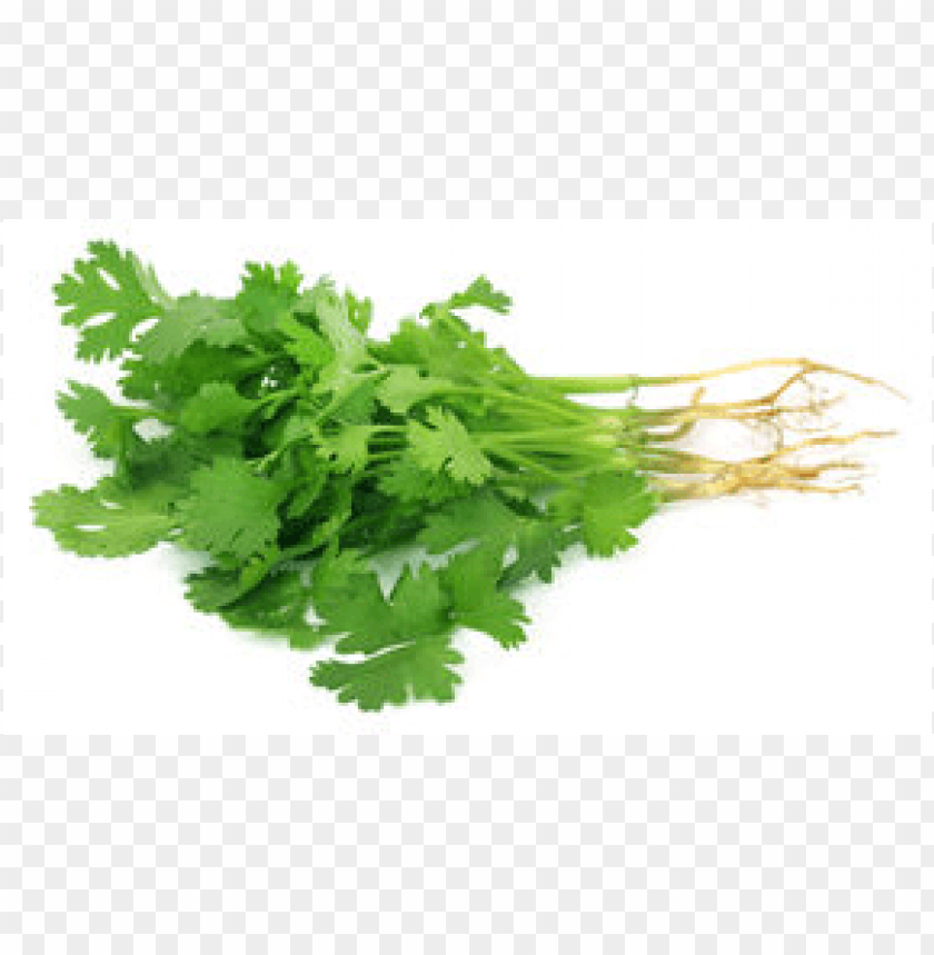 Coriander Leaves PNG Image With Transparent Background
