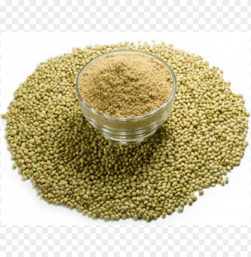 Coriander Powder PNG Image With Transparent Background