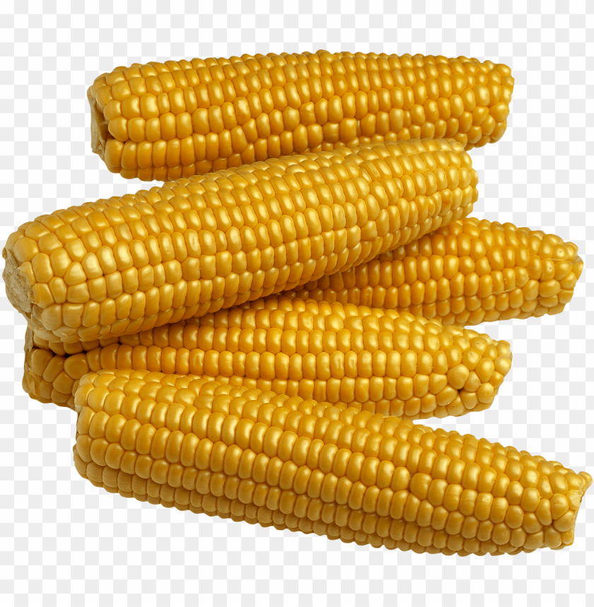 
large grain plant
, 
corn
, 
dent corn
, 
flint corn
, 
pod corn
, 
popcorn
, 
flour corn
