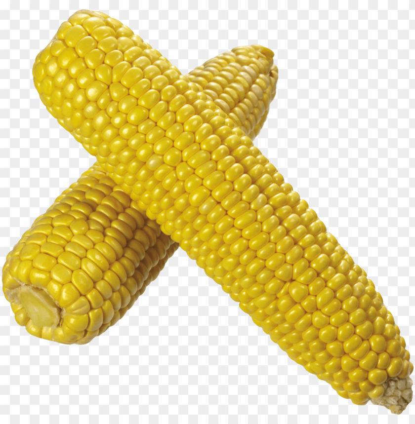 
large grain plant
, 
corn
, 
dent corn
, 
flint corn
, 
pod corn
, 
popcorn
, 
flour corn

