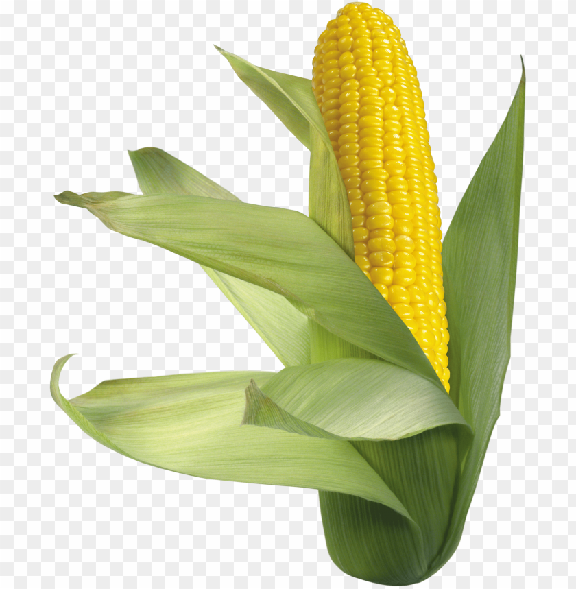
corn
, 
large grain plant
, 
dent corn
, 
flint corn
, 
pod corn
, 
popcorn
, 
flour corn
