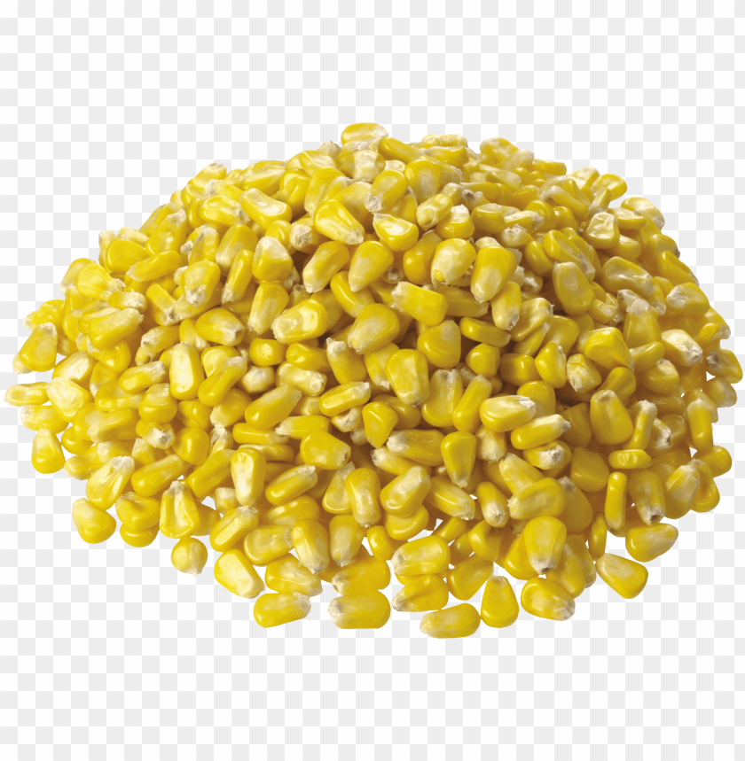 
corn
, 
large grain plant
, 
dent corn
, 
flint corn
, 
pod corn
, 
popcorn
, 
flour corn
