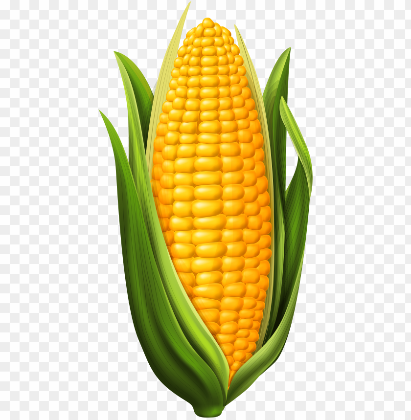 Corn Png Clip Art Image Corn On The Cob Clipart Png Image With Transparent Background Toppng