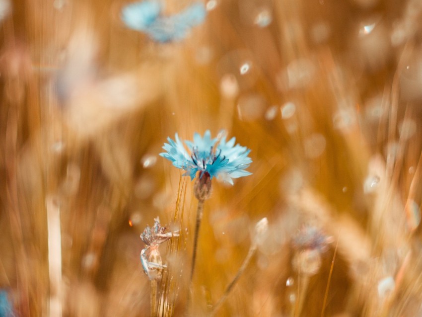 cornflower, flower, blue, field, blur