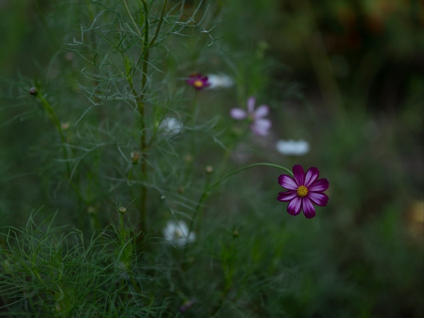 cosmos, flower, field, bloom, blur, grass