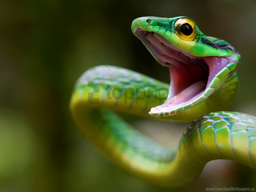 Download costa rica, green snake, snake wallpaper png - Free PNG Images |  TOPpng