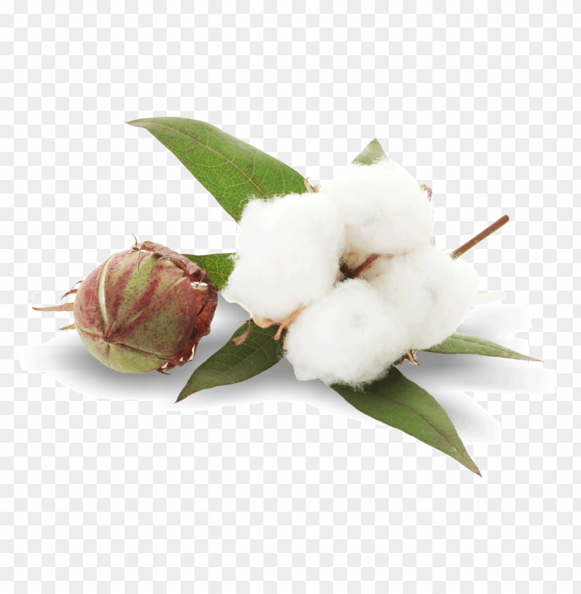 free PNG Download cotton plant png images background PNG images transparent