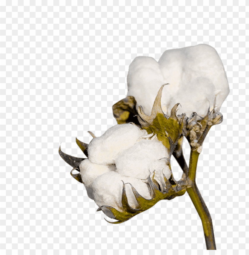 free PNG Download cotton plant clipart png photo   PNG images transparent