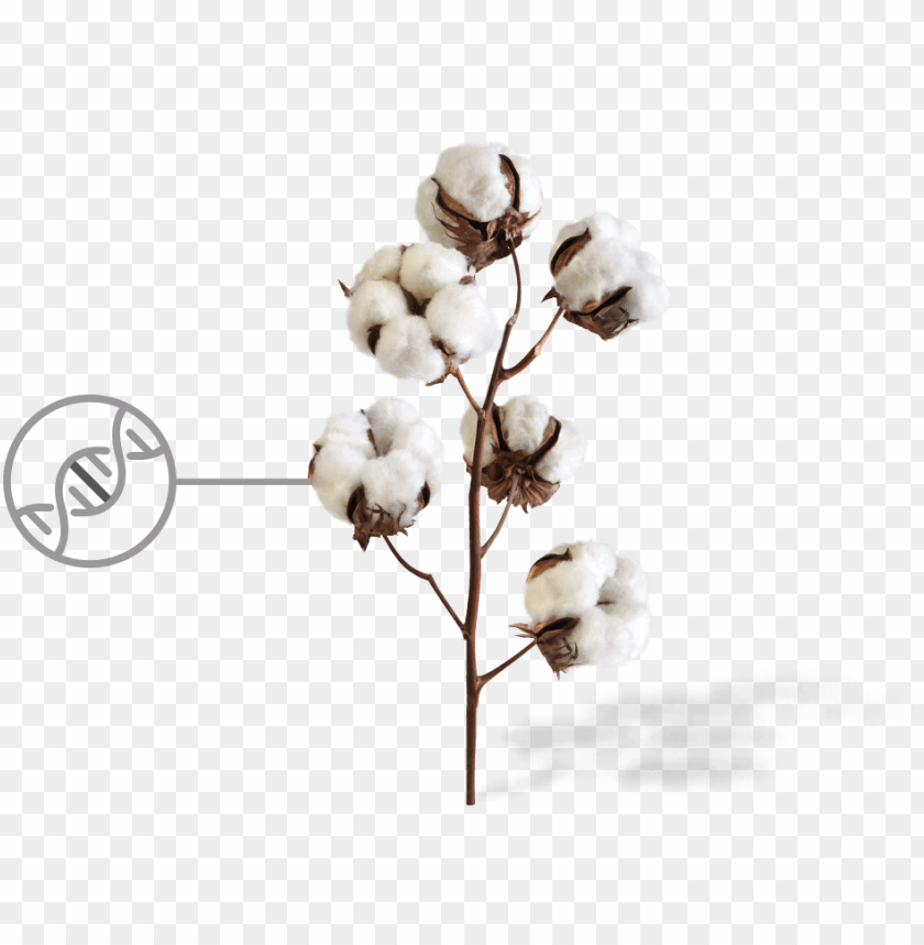 cotton, settle in, dwelling, super,قطن,نسيج