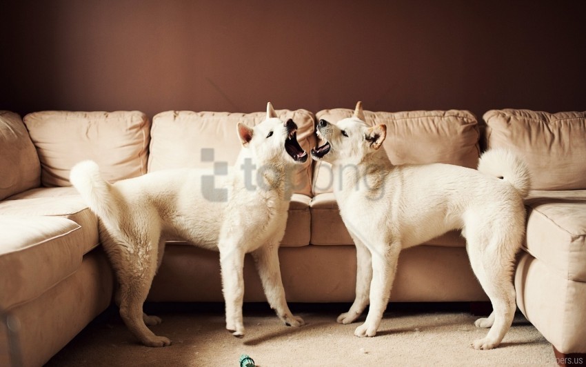 Couch Couple Dog Playful Wallpaper Background Best Stock Photos