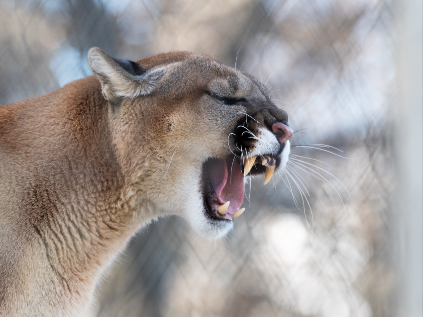 cougar, grin, roar, predator, fangs, wildlife