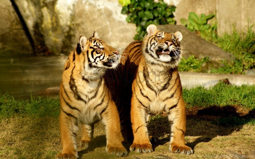 Couple, Cub ,  Triped, Tiger Wallpaper Background Best Stock Photos
