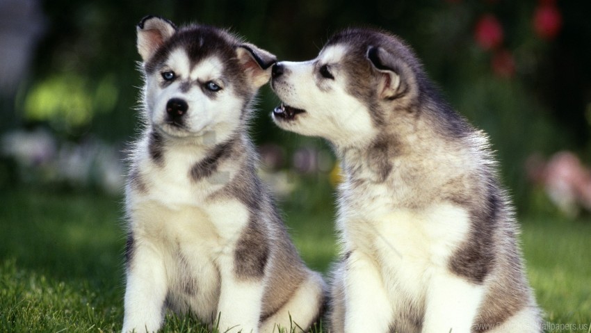 couple dogs grass husky puppies wallpaper background best stock photos - Image ID 155158