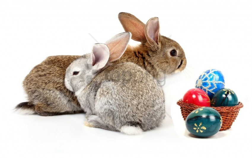 couple, eggs, rabbits wallpaper background best stock photos | TOPpng
