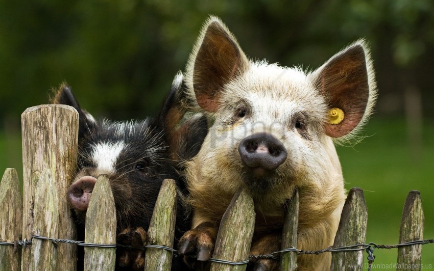 Couple Fence Pigs Wallpaper Background Best Stock Photos