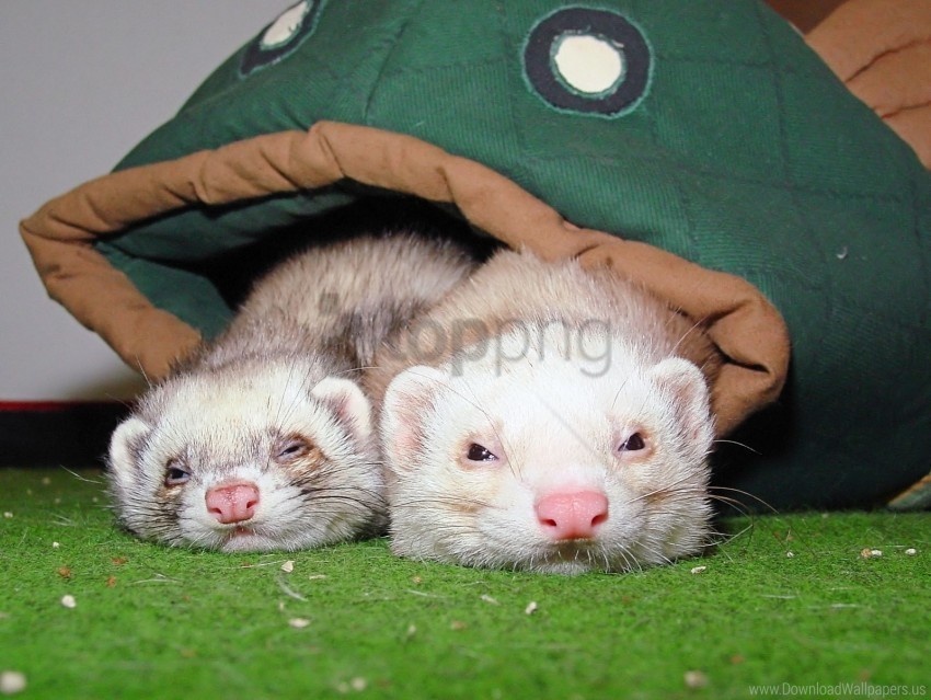 couple ferrets sleeping wallpaper background best stock photos - Image ID 160525