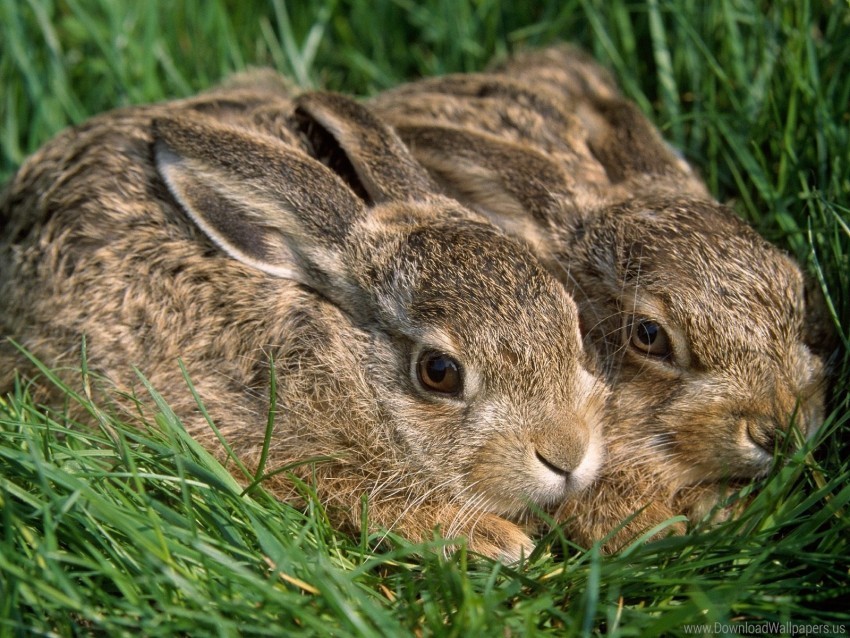 couple, funk, grass, hiding, rabbits wallpaper background best stock photos  | TOPpng